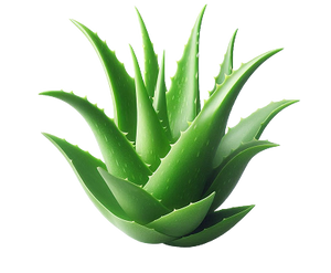 Aloevera