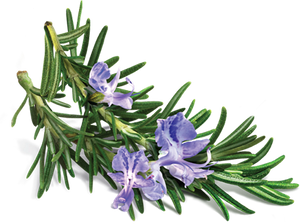 Rosemary